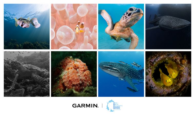「The Descent Mission」亞洲海洋公益活動，成功蒐集超過1,800張野生海洋生物照片、辨識出超過600種生物物種。官方提供