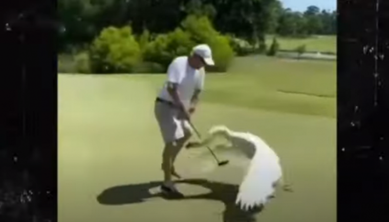 大天鵝襲擊高爾夫球員。摘自〈TMZ》