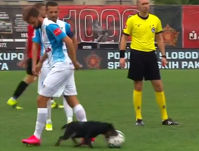 波士尼亞聯賽出現小黑狗搶球的十趣畫面。摘自官方推特