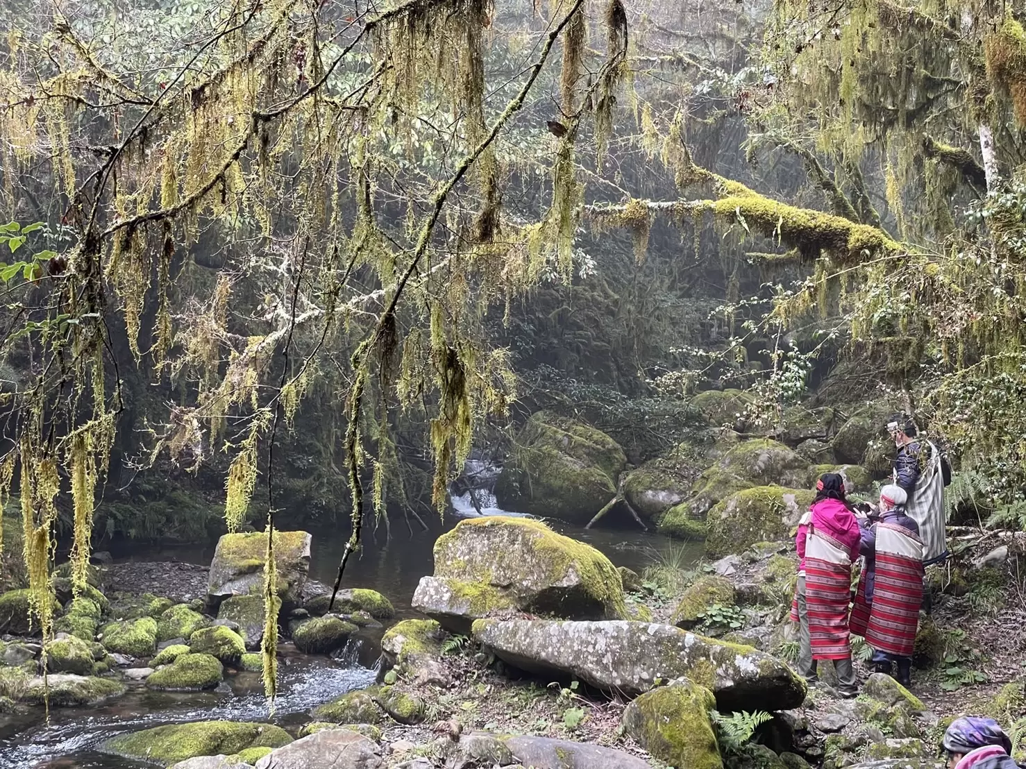 南山村泰雅族部落守護的羅葉尾溪為櫻花鉤吻鮭復育溪流。官方提供