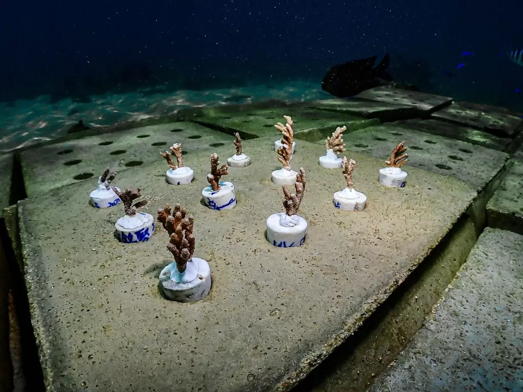 澎湖海底珊瑚種苗繁殖場。starfish星予公關提供