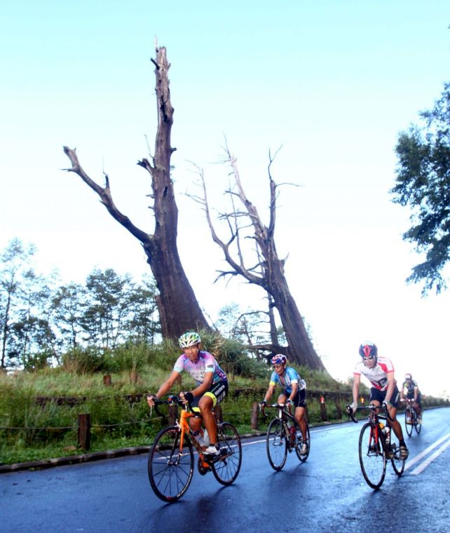 夫妻樹是玉山塔塔加自行車賽途中的經典景點。中華民國自行車騎士協會／提供。